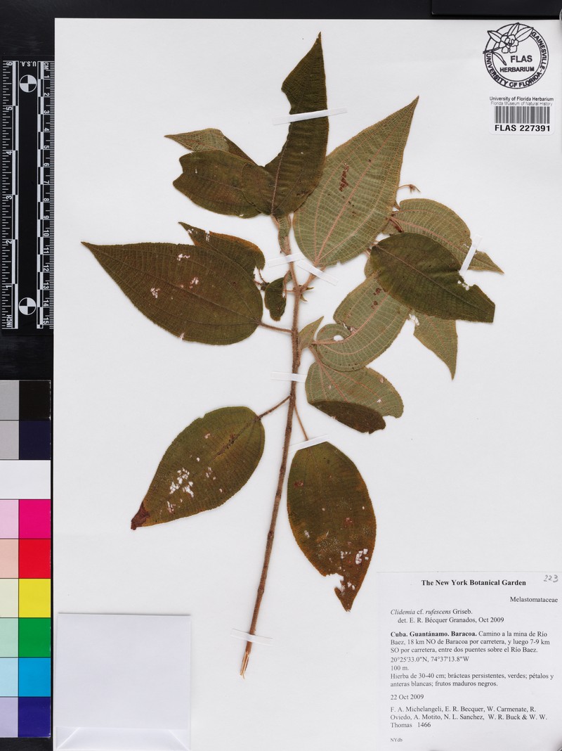 Miconia rubrinervis photo 2