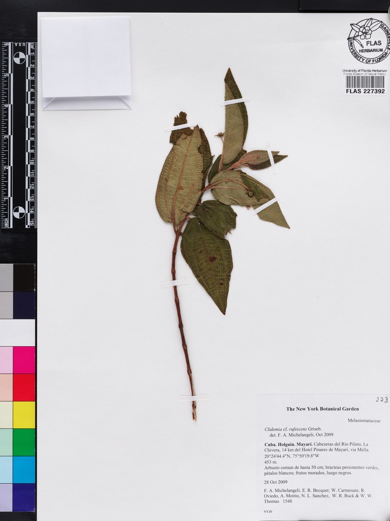 Miconia rubrinervis photo 3