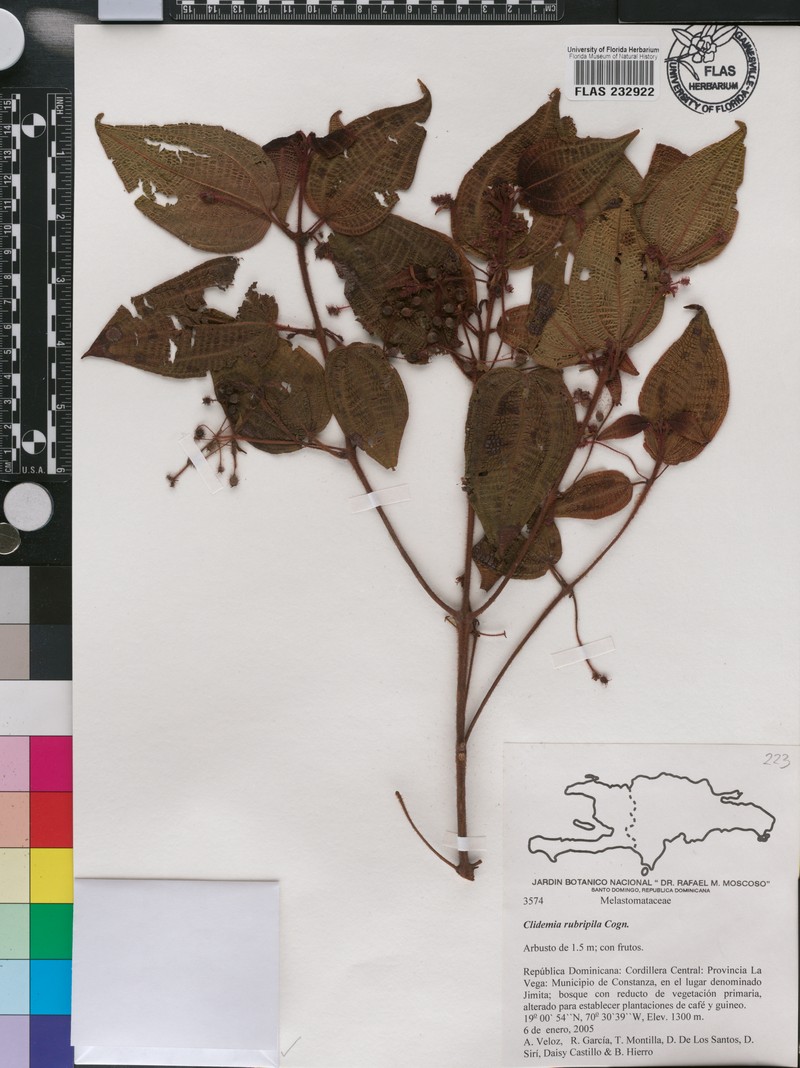 Miconia rubripila