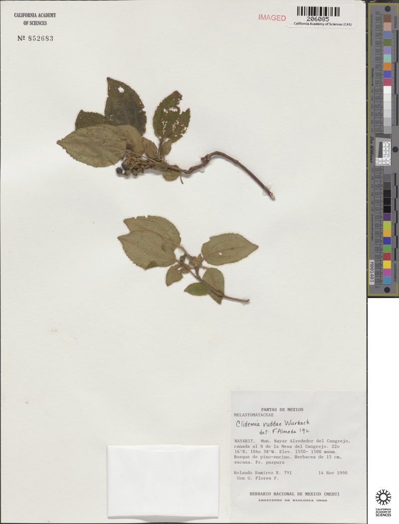 Miconia ruddae photo 2