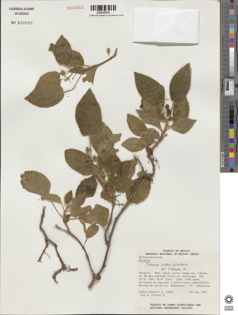 Miconia ruddae photo 3