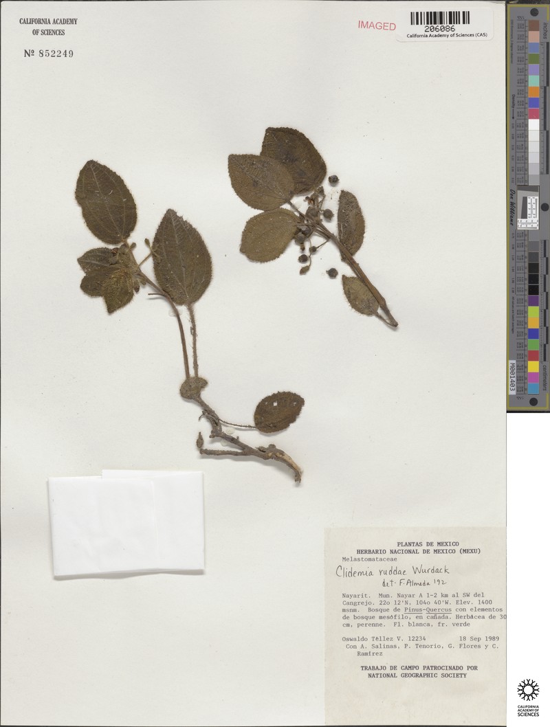 Miconia ruddae photo 4