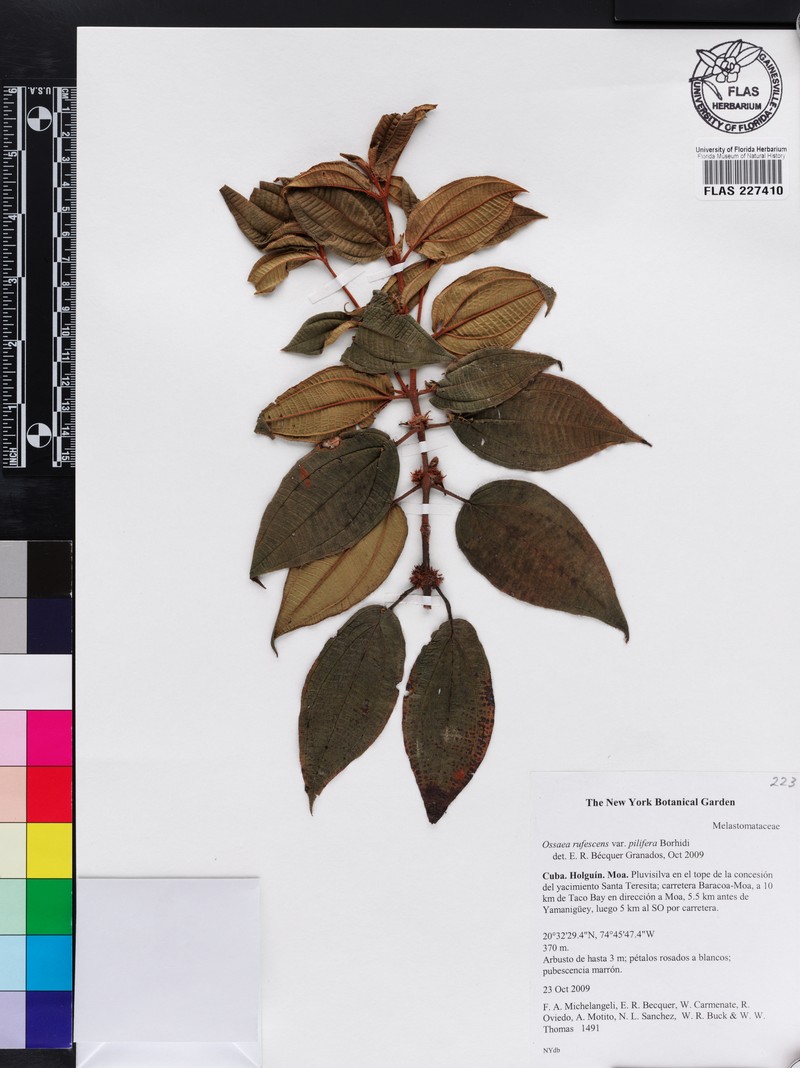 Miconia ruficaulis