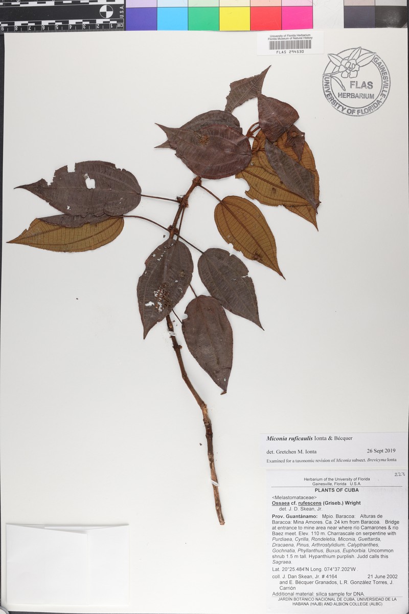 Miconia ruficaulis photo 2