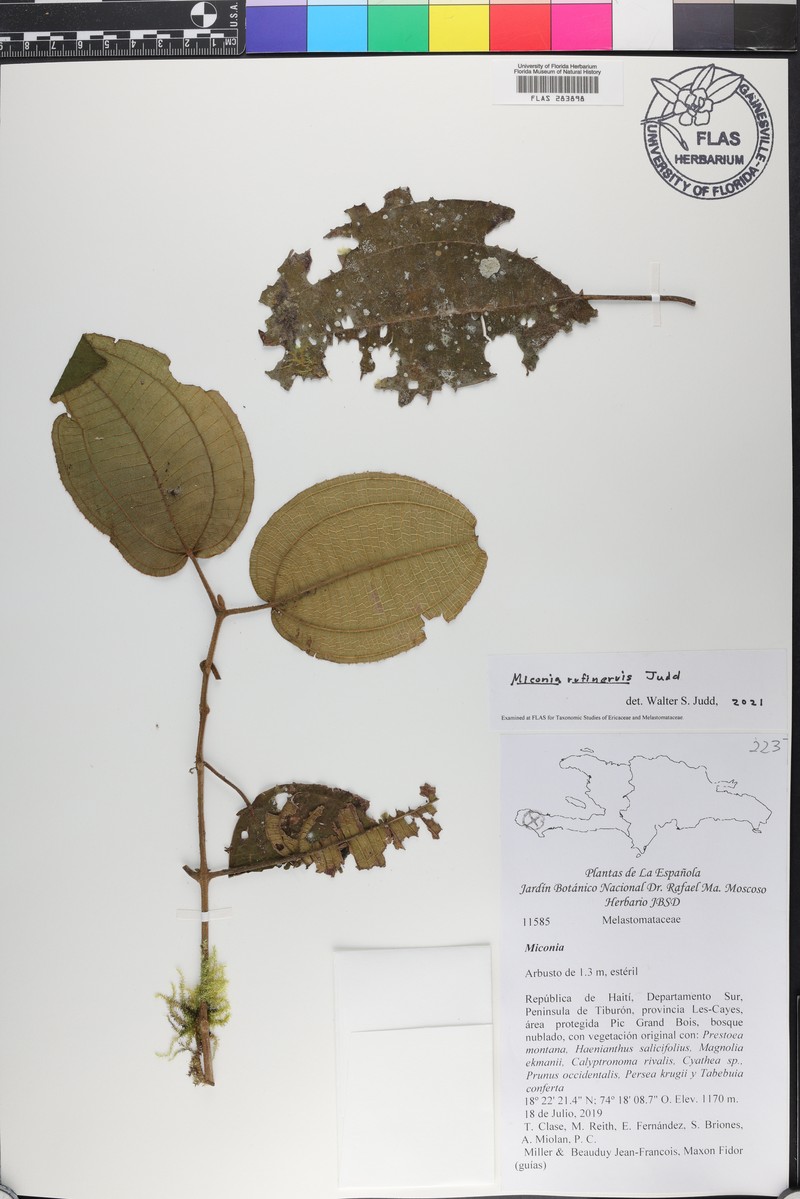 Miconia rufinervis