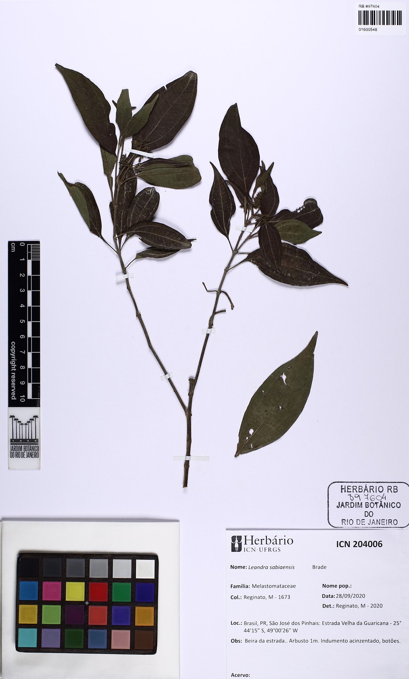 Miconia sabiaensis