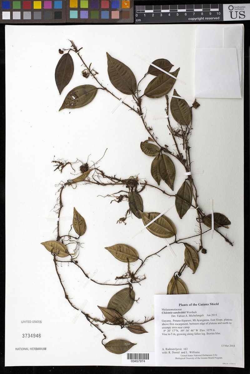Miconia sandwithii
