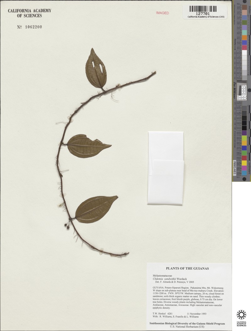 Miconia sandwithii photo 2