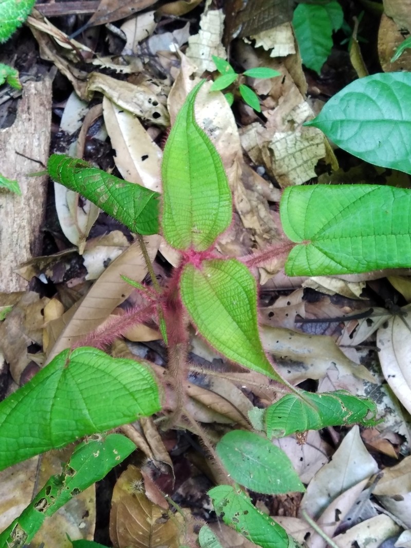 Miconia saulensis