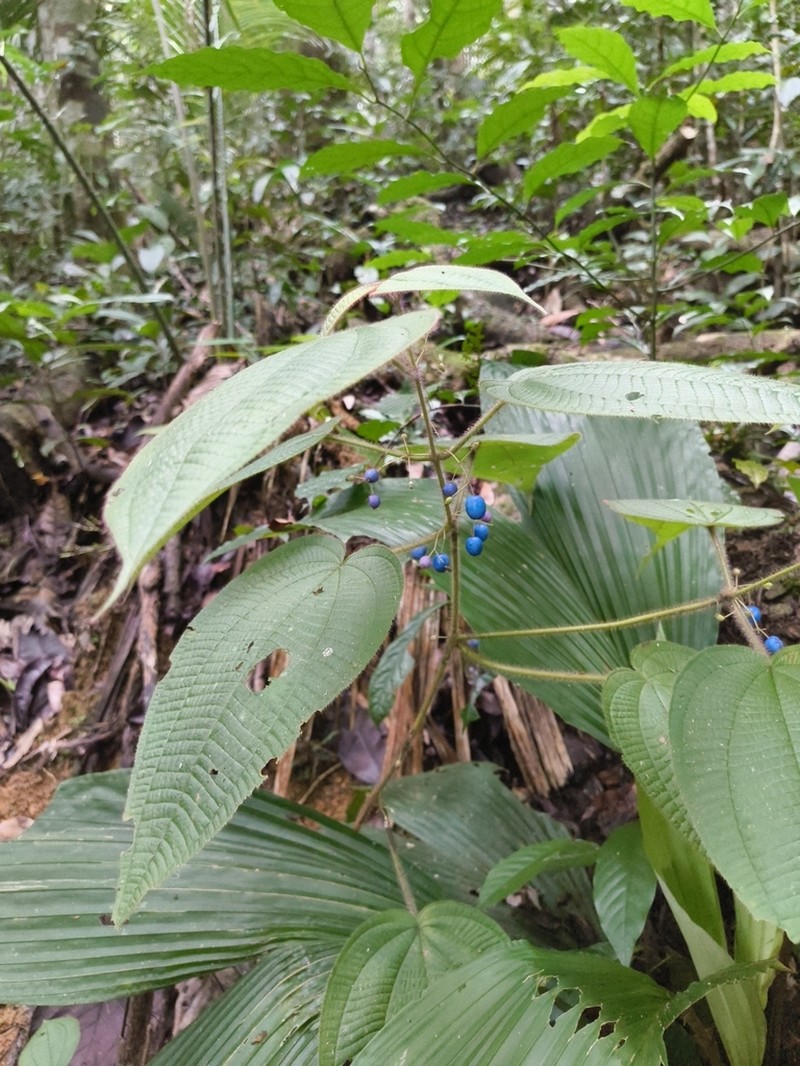Miconia saulensis photo 2