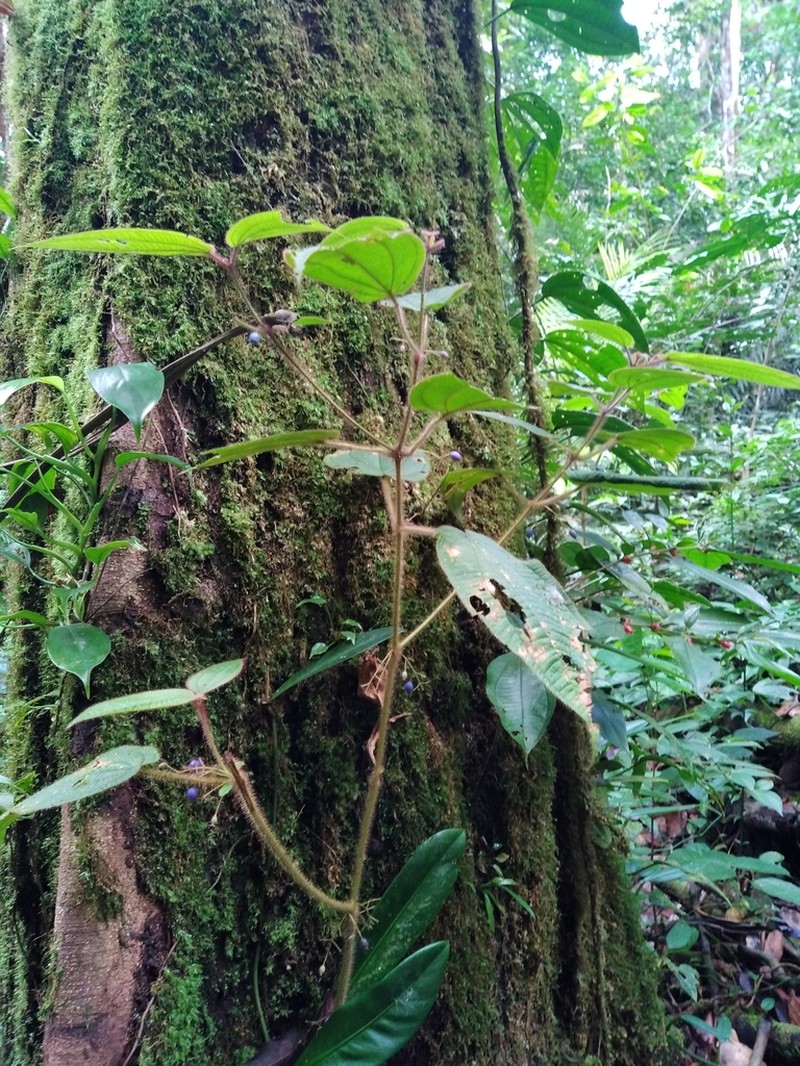 Miconia saulensis photo 3