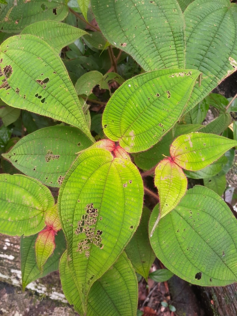Miconia saulensis photo 4