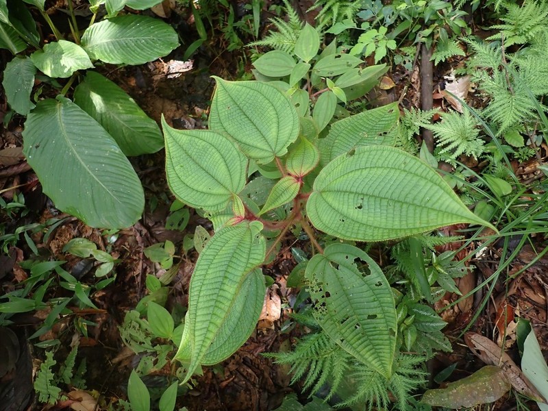 Miconia saulensis photo 5
