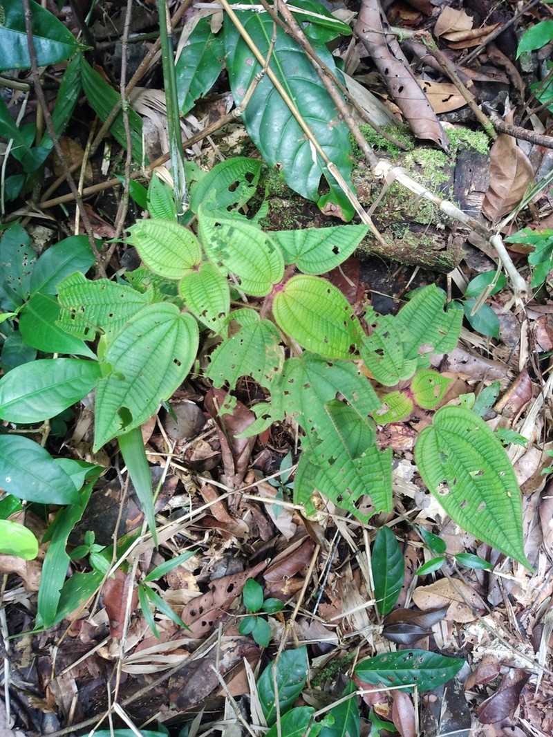 Miconia saulensis photo 6