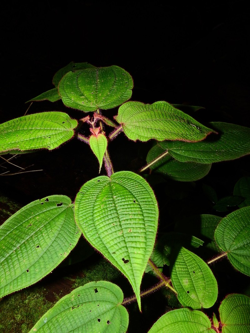 Miconia saulensis photo 7