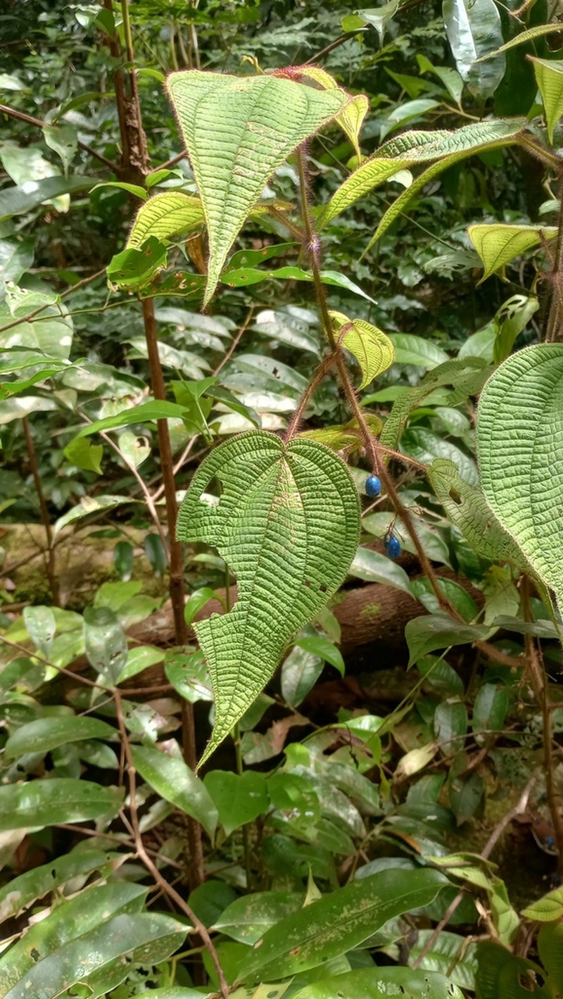 Miconia saulensis photo 8