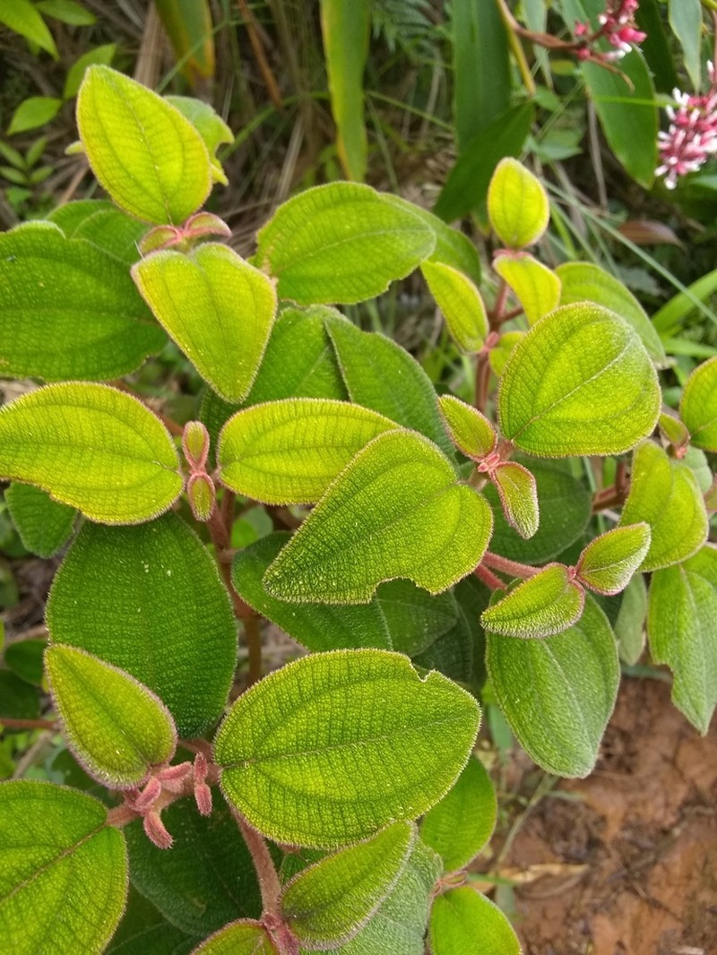 Sevennerve Roughleaf