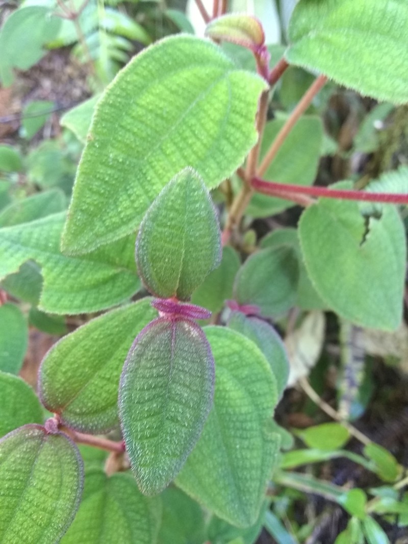 Sevennerve Roughleaf photo 2