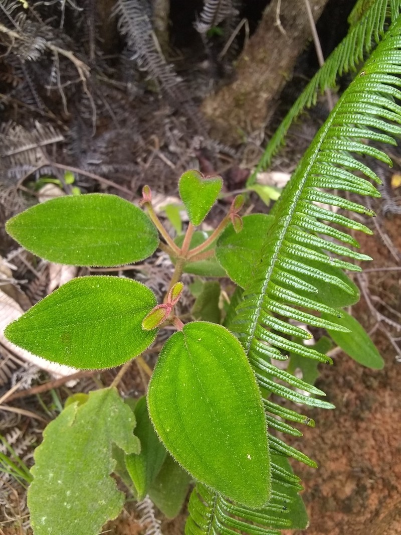 Sevennerve Roughleaf photo 3