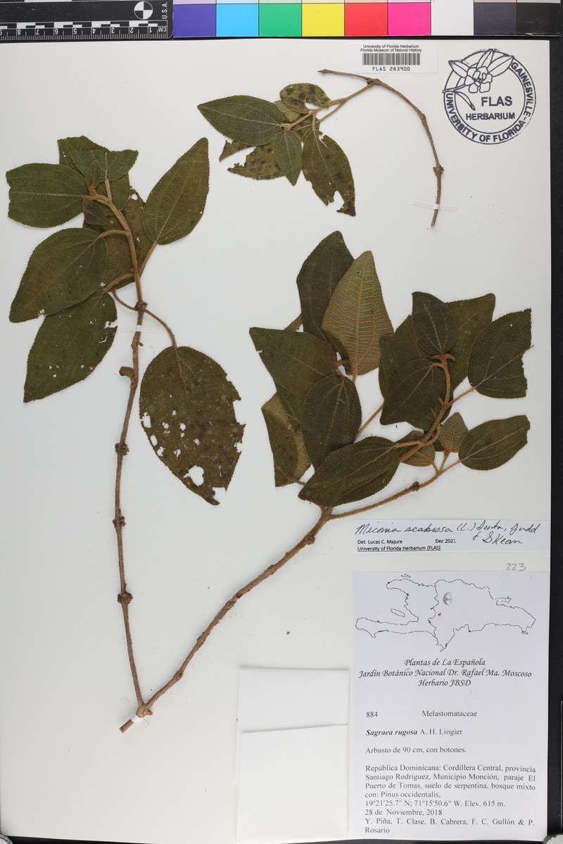 Sevennerve Roughleaf photo 6