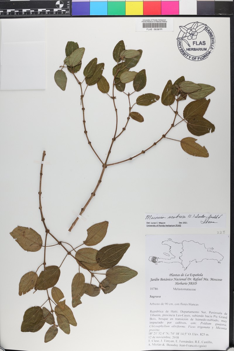 Sevennerve Roughleaf photo 7
