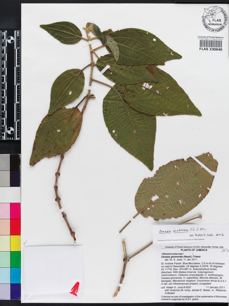 Sevennerve Roughleaf photo 8