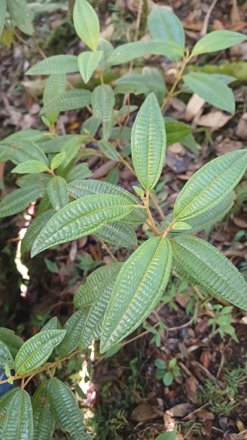 Threenerve Roughleaf photo 3
