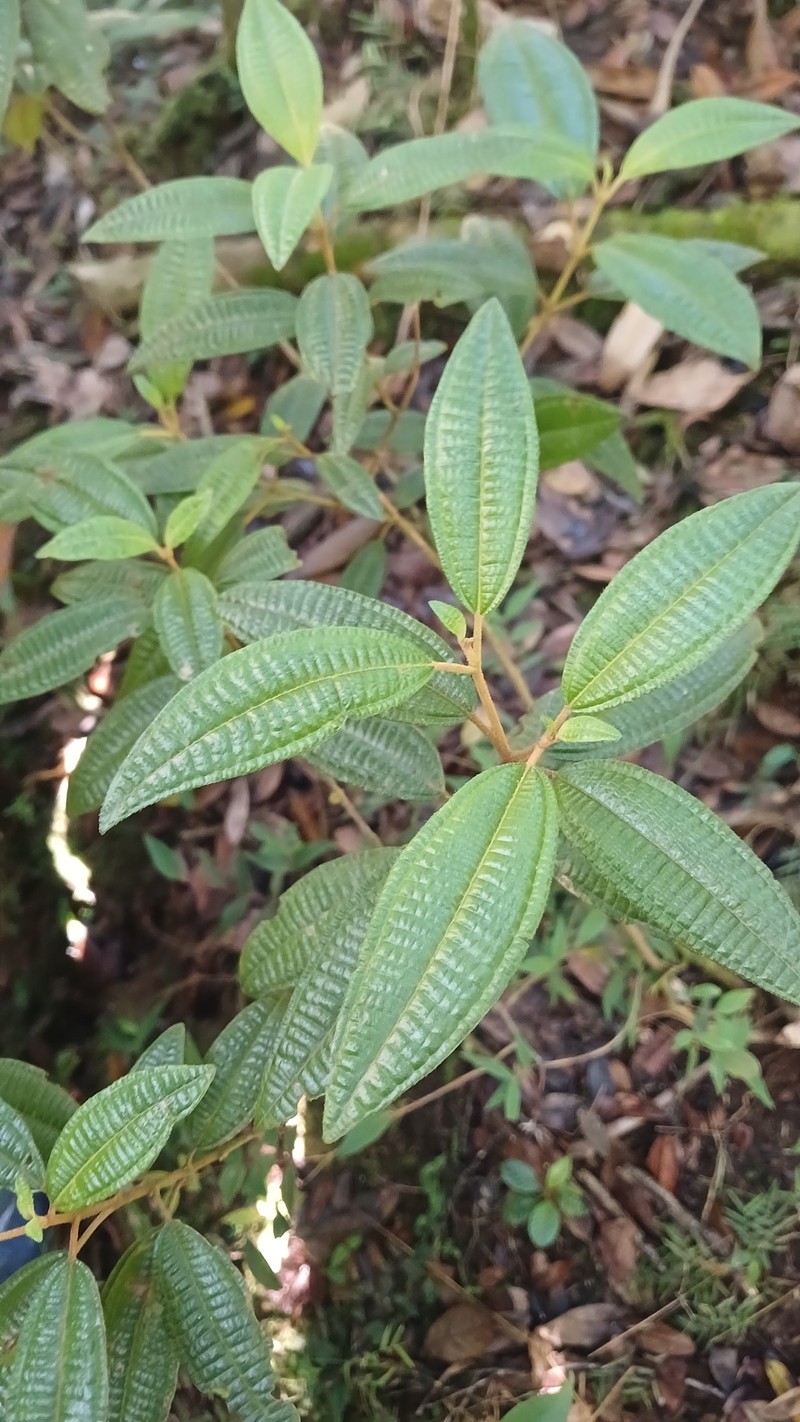 Threenerve Roughleaf photo 4