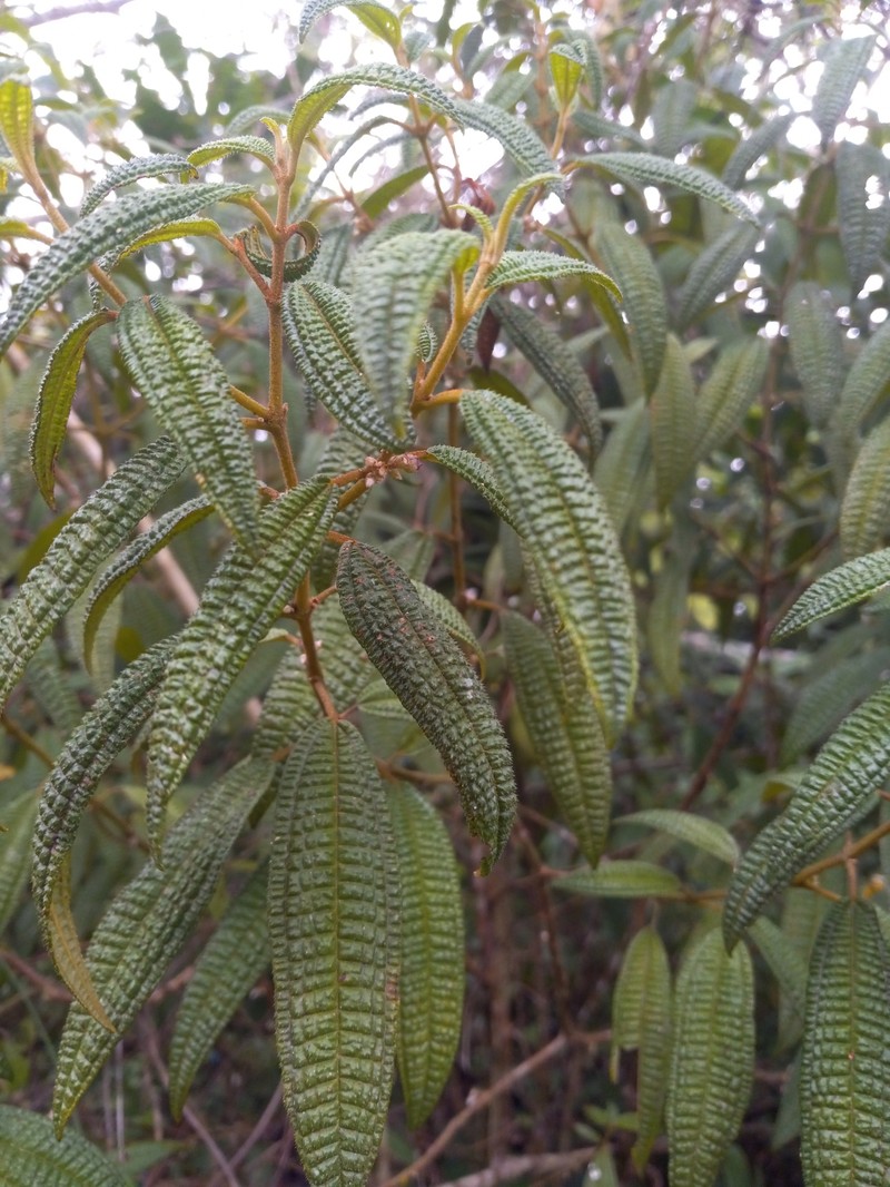 Threenerve Roughleaf photo 5