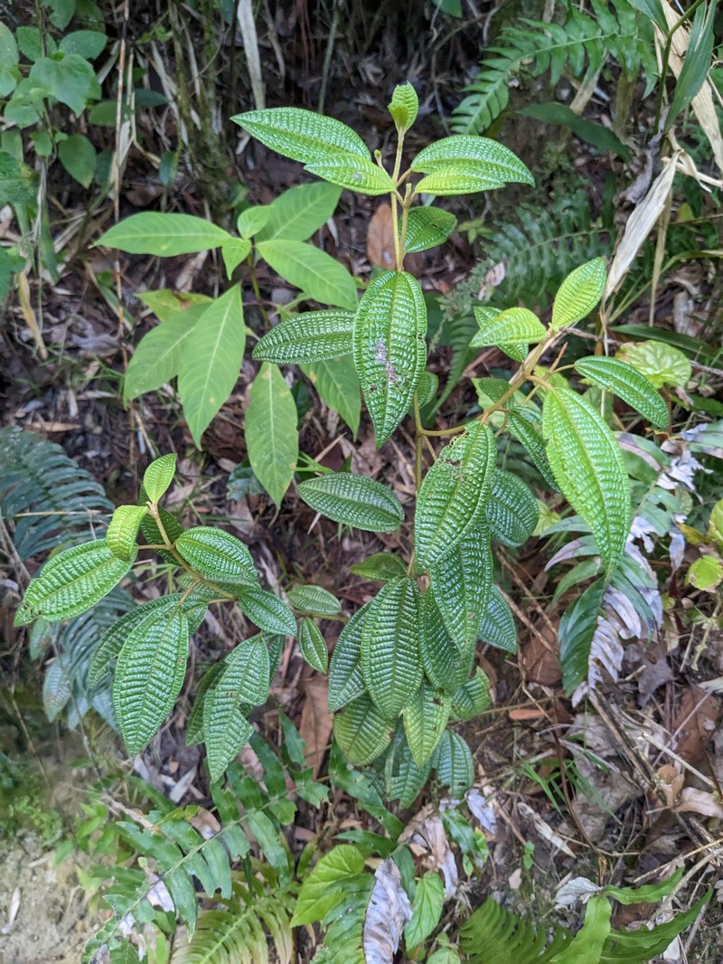 Threenerve Roughleaf photo 6