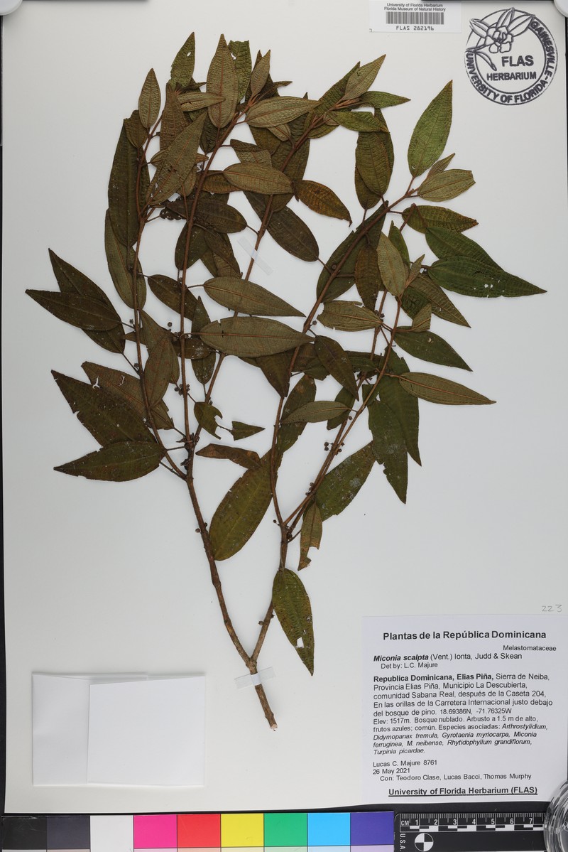 Threenerve Roughleaf photo 7
