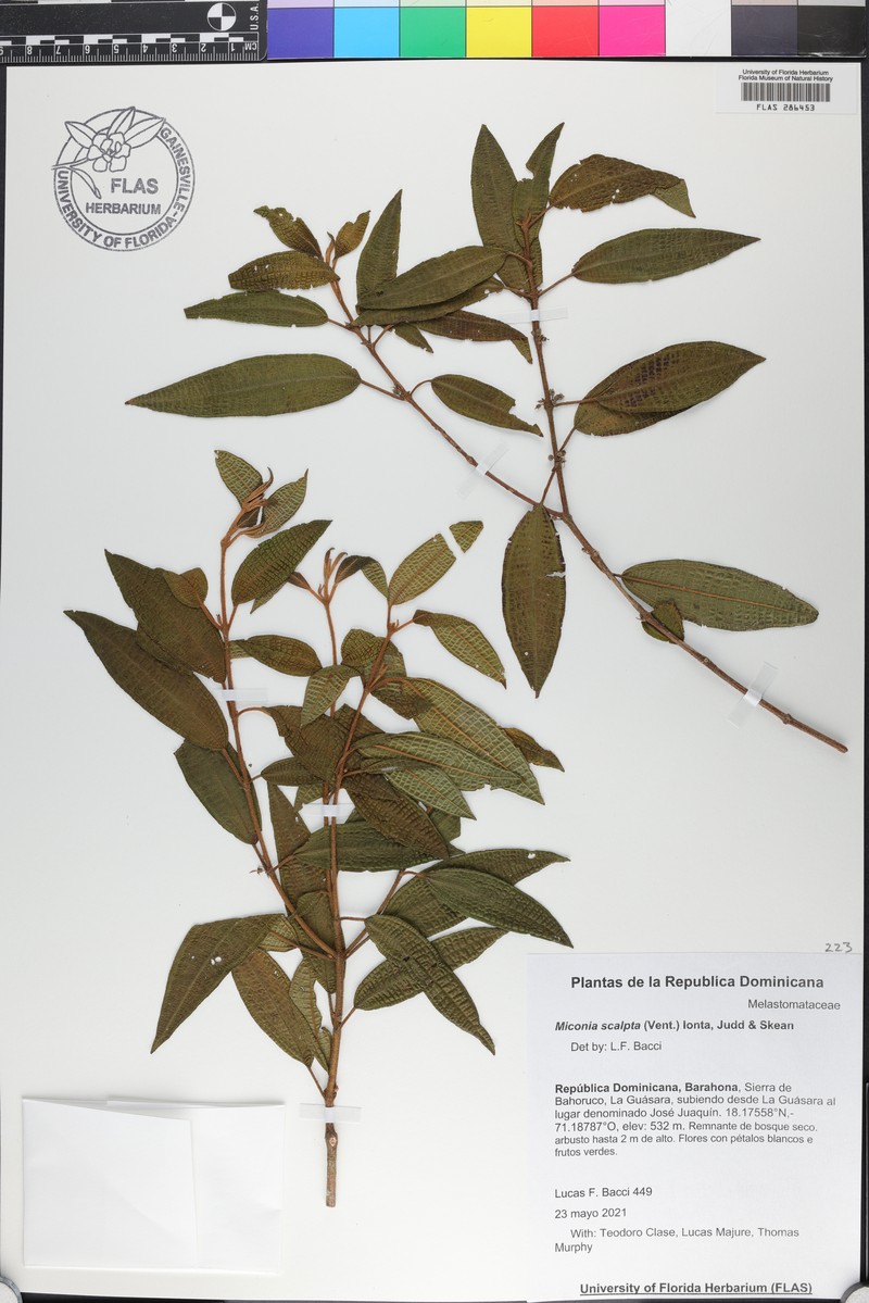 Threenerve Roughleaf photo 8