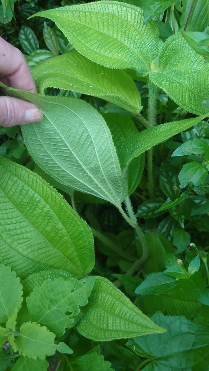 White Hogwood photo 2
