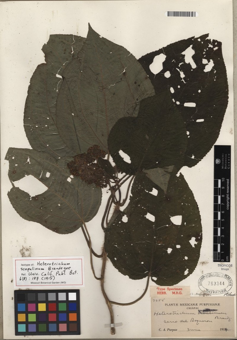 Miconia scopulina