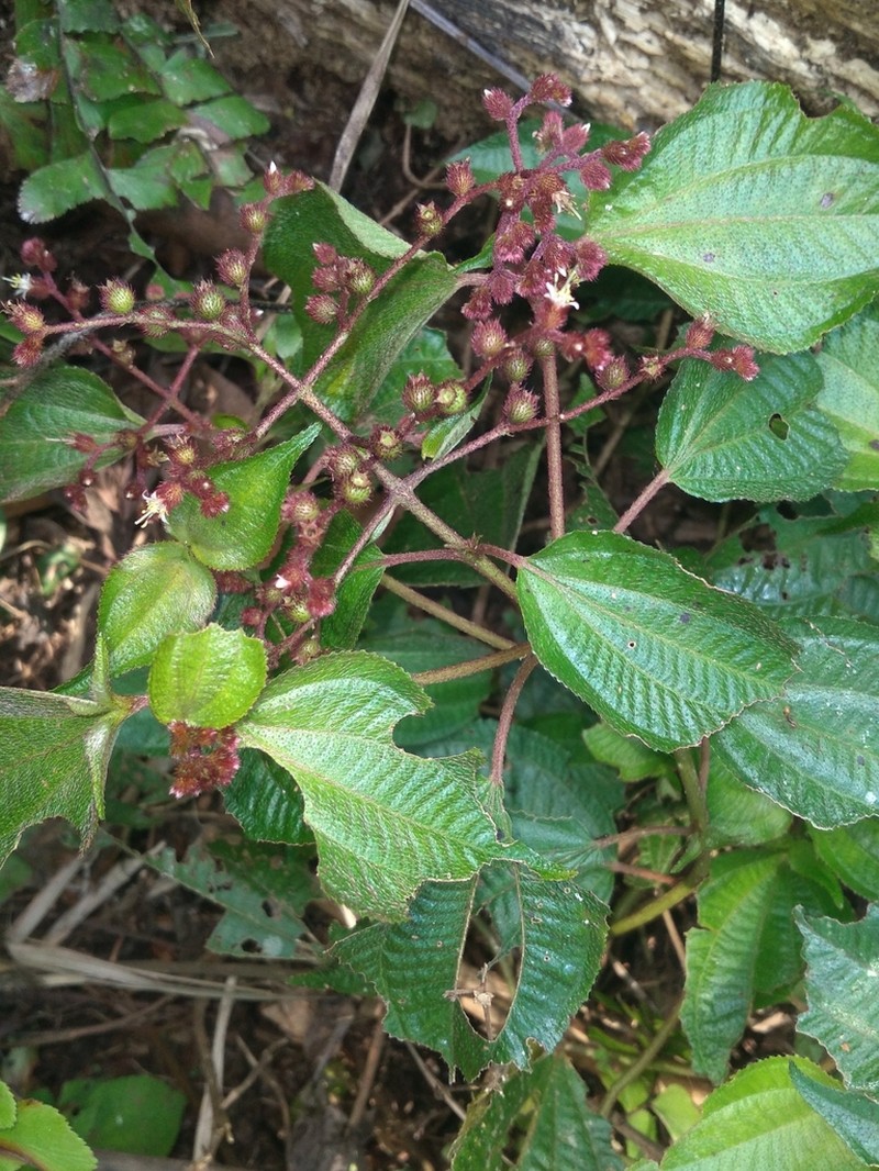 Miconia secuncaquetana