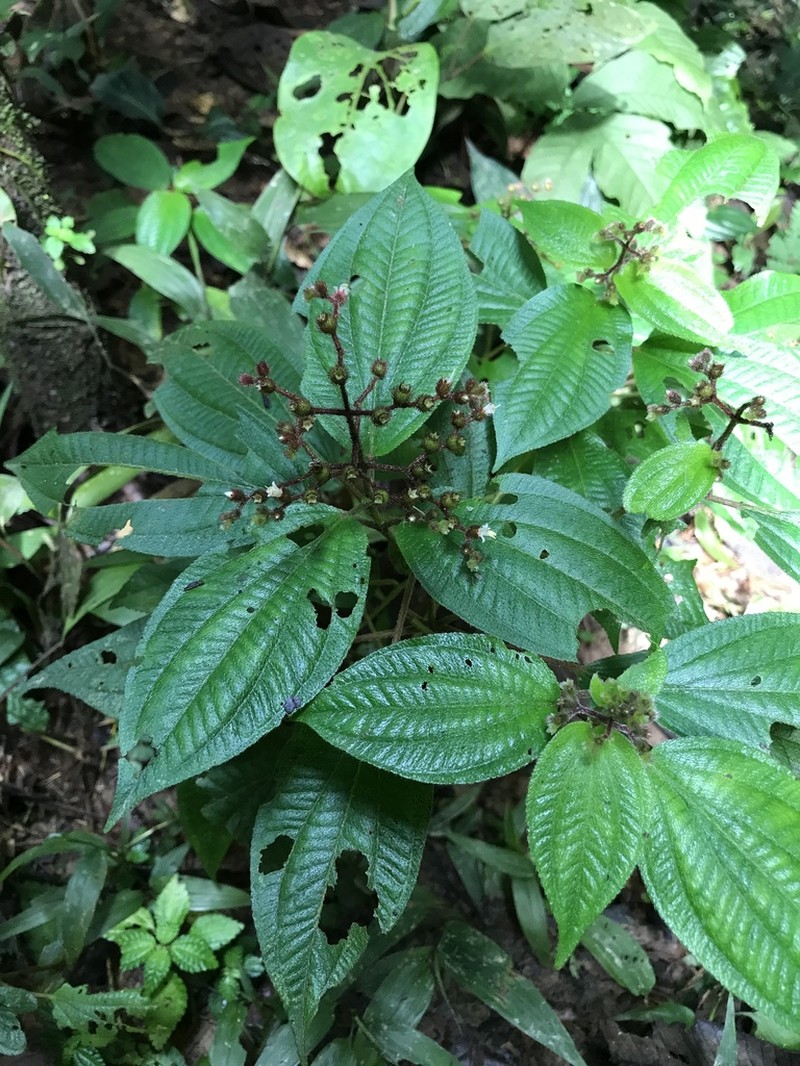 Miconia secuncaquetana photo 2