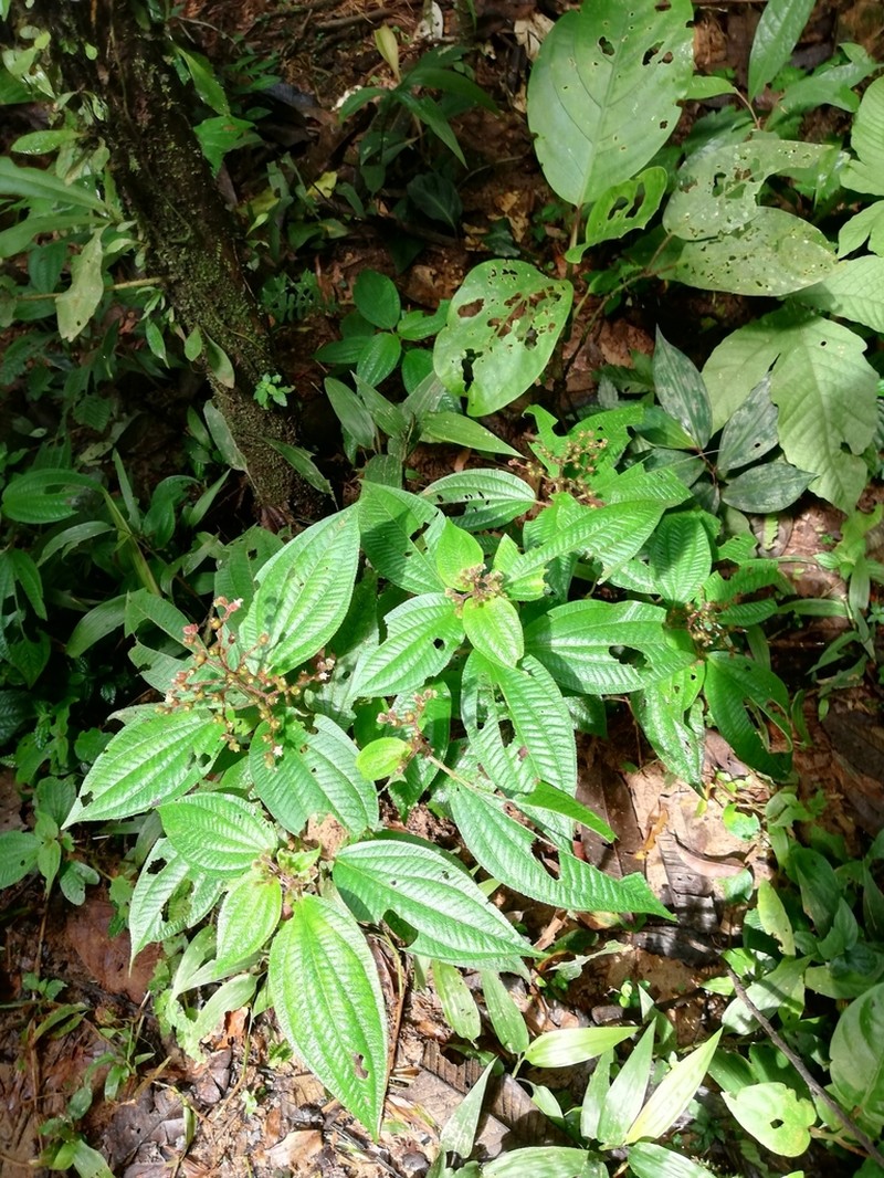 Miconia secuncaquetana photo 3