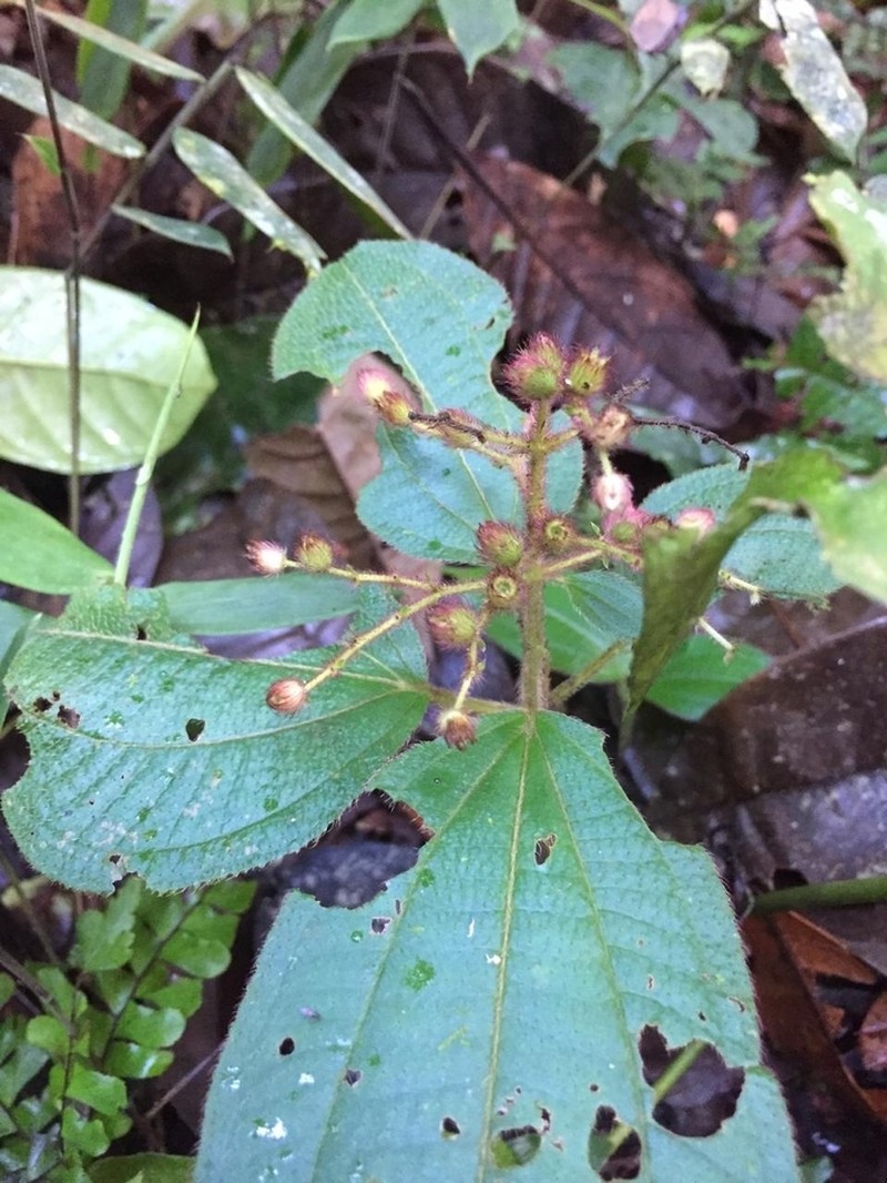 Miconia secuncaquetana photo 4
