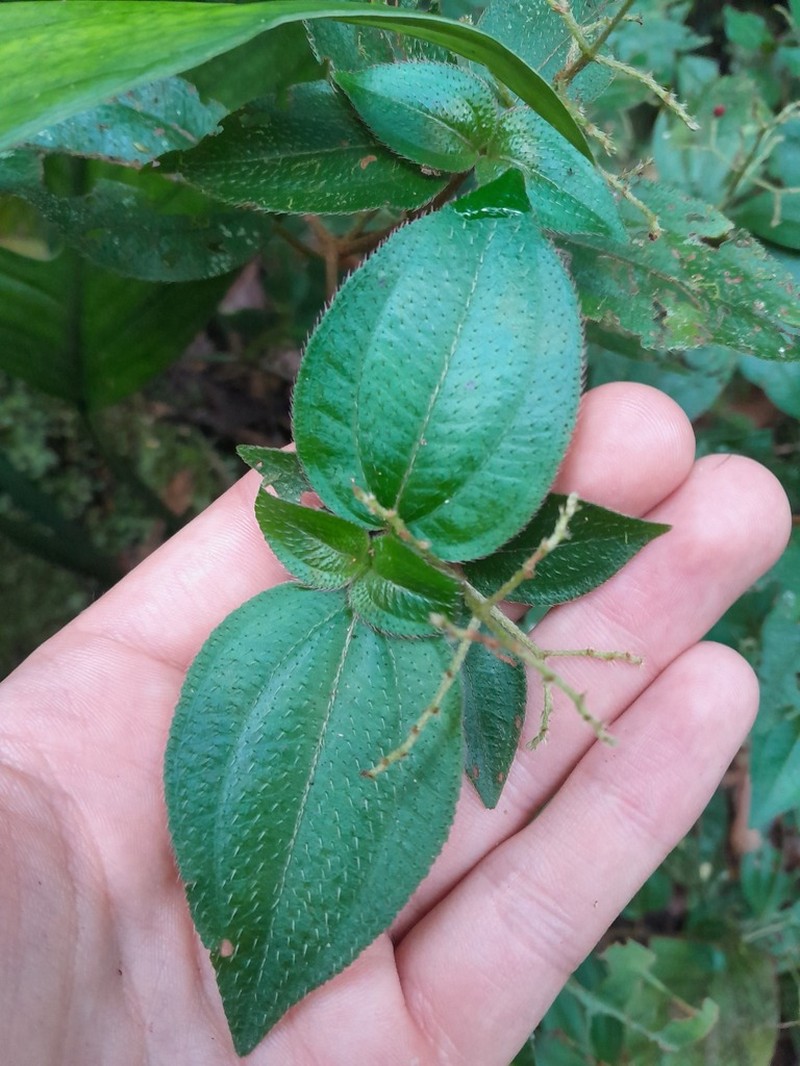 Miconia secundivaricata
