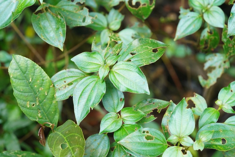 Miconia secundivaricata photo 2