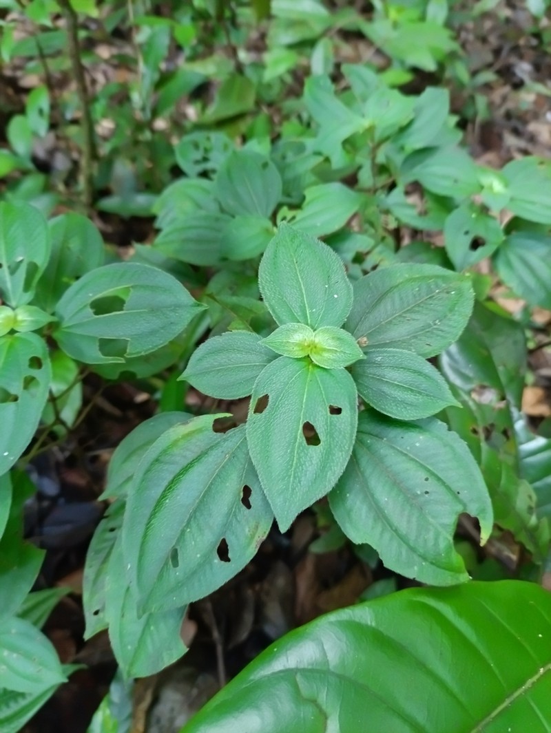 Miconia secundivaricata photo 3