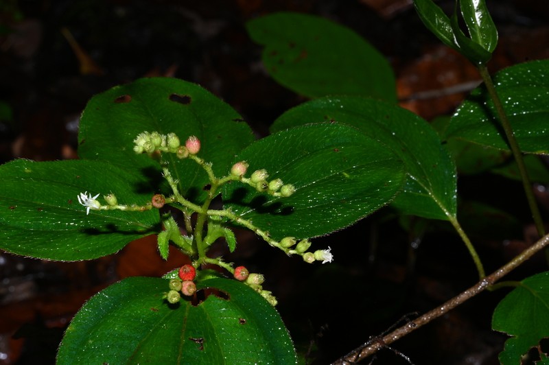 Miconia secundivaricata photo 4