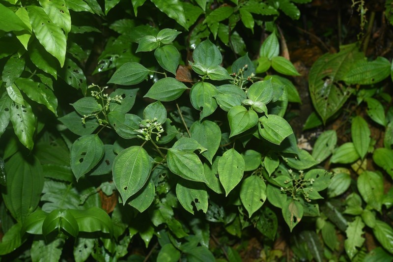 Miconia secundivaricata photo 5