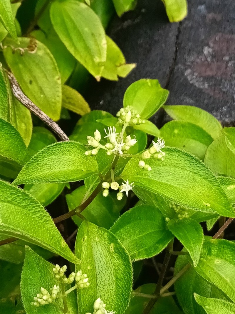 Miconia secundivaricata photo 8
