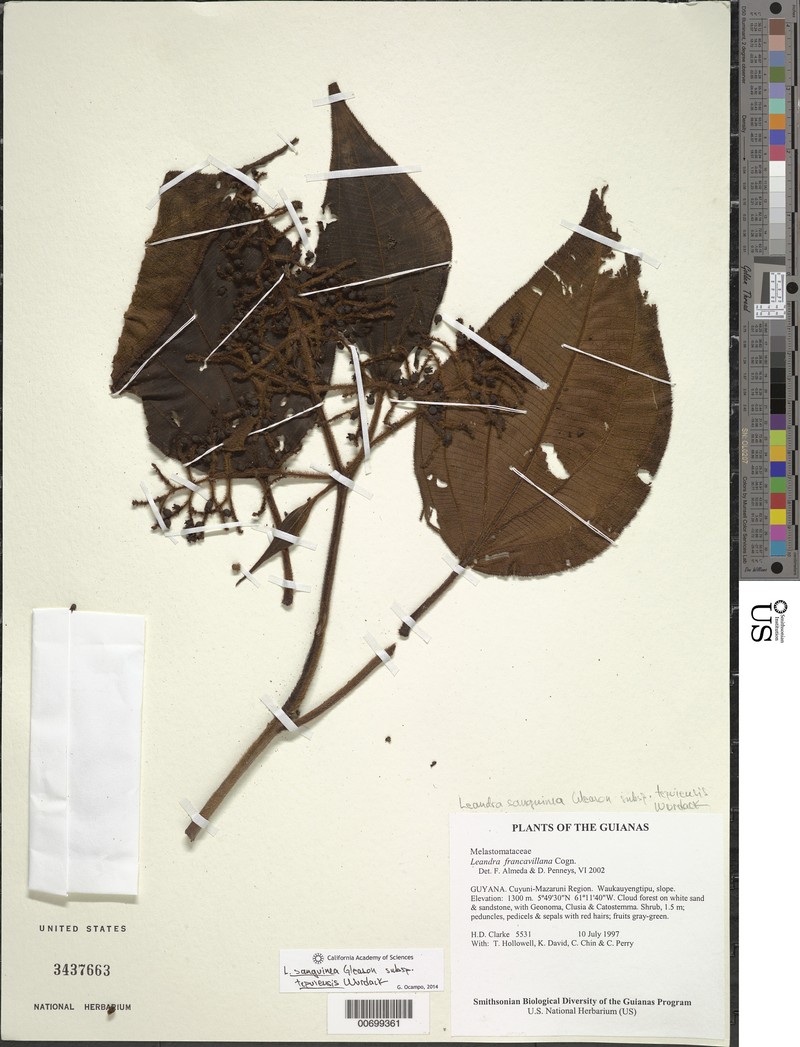 Miconia secunfrancavillana
