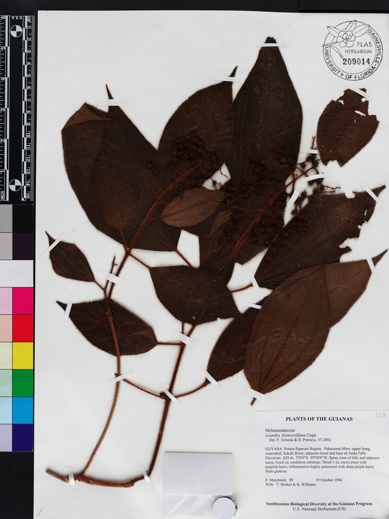 Miconia secunfrancavillana photo 2