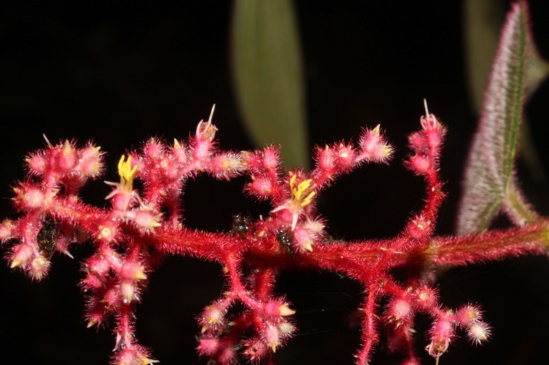Miconia secungrandifolia
