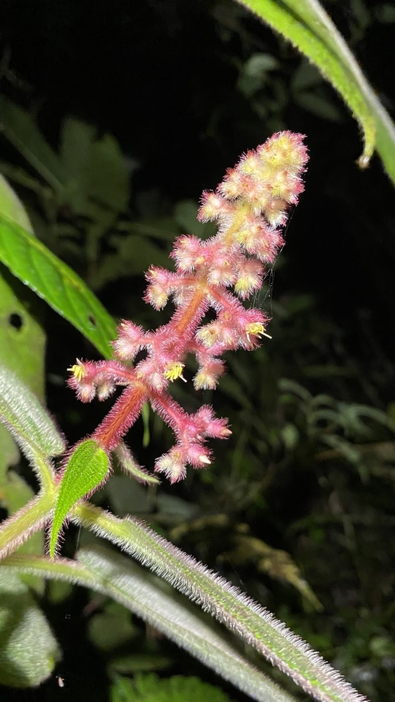 Miconia secungrandifolia photo 2