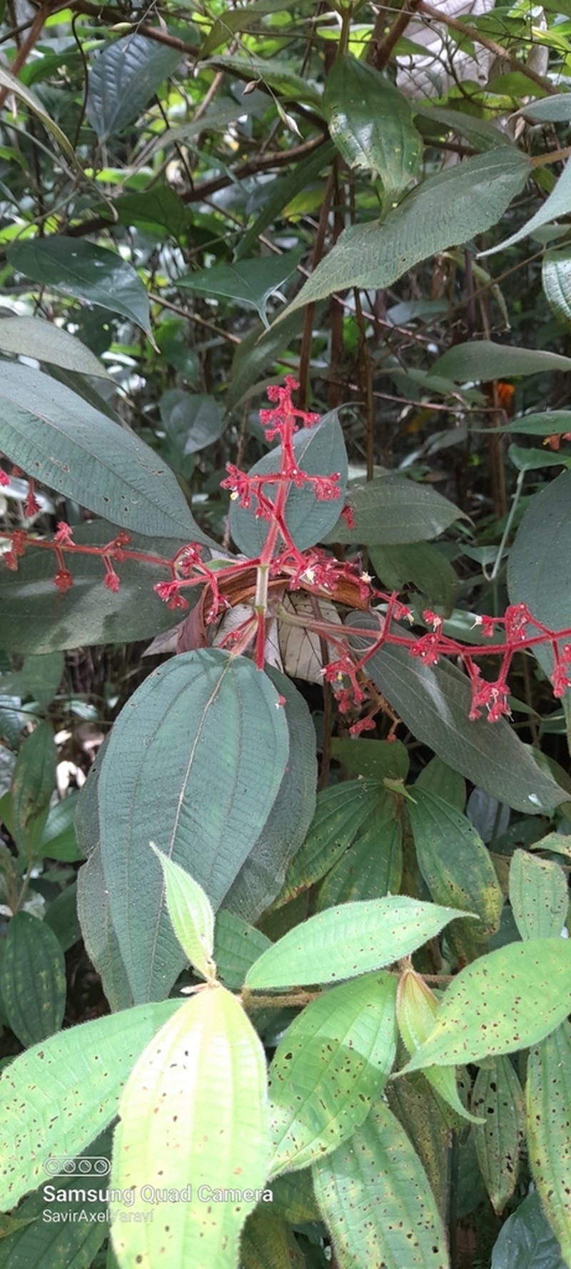 Miconia secungrandifolia photo 3