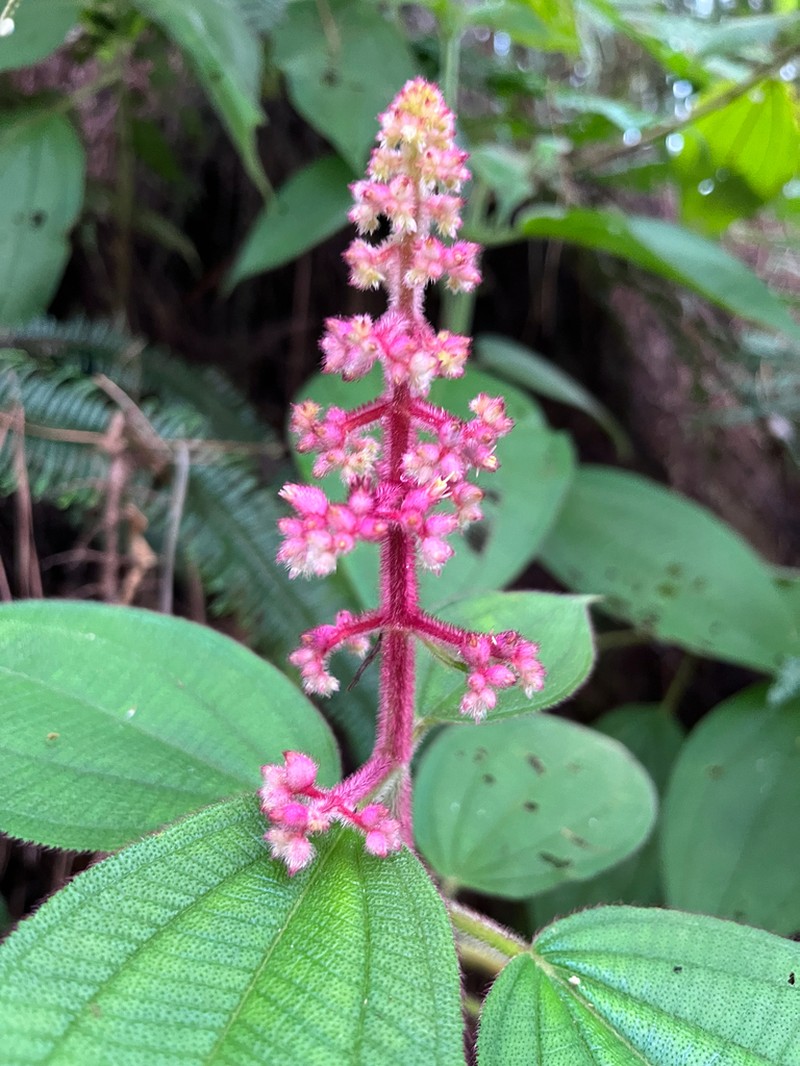 Miconia secungrandifolia photo 4